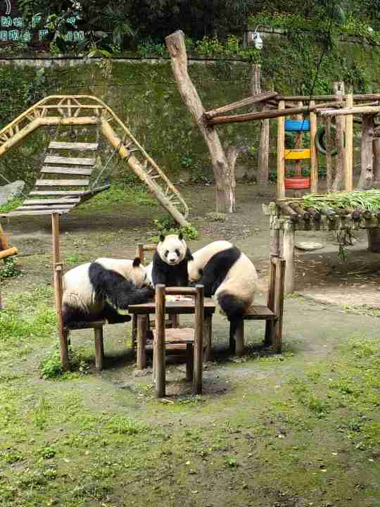 chengdu (4)