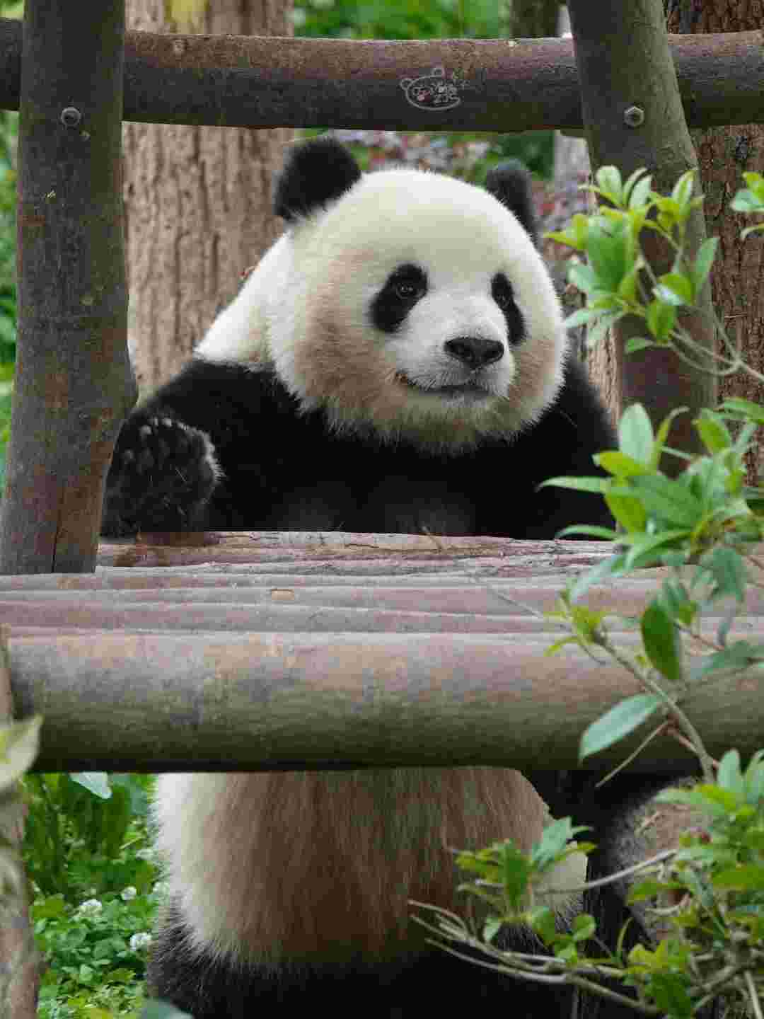 chengdu (6)