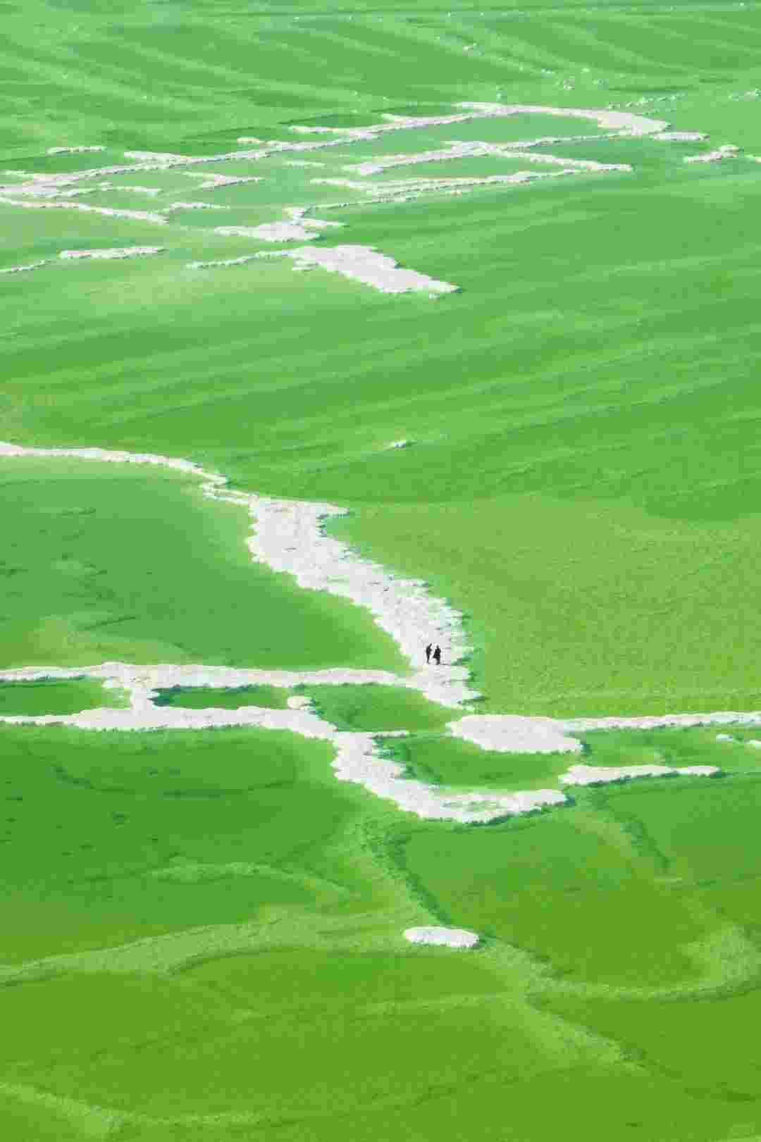 qinggan (17)